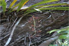 Cymbidium aloifolium